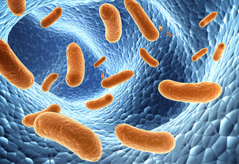 The key to healthy ageing lies in trusting your gut microbes